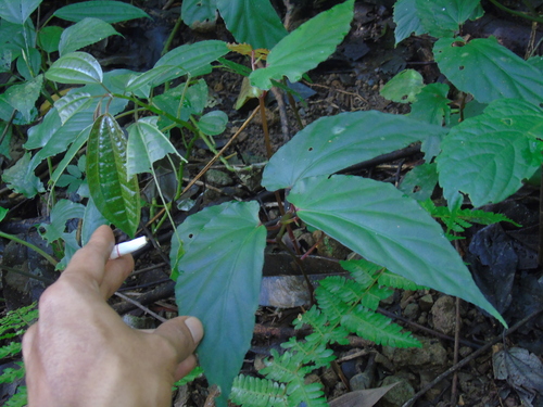 Begonia isoptera observed 2025-08-17