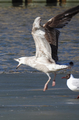 Larus argentatus