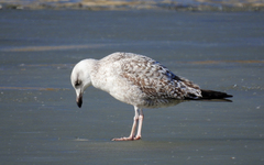 Larus argentatus
