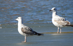 Larus argentatus