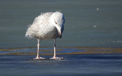 Larus argentatus