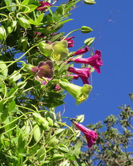 Cobaea stipularis