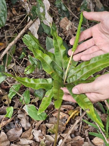 Helminthostachys zeylanica observed 2026-08-28