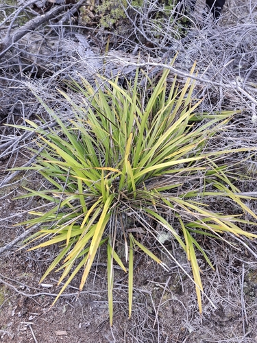 Dianella latissima