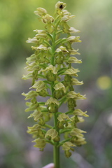 Orchis punctulata