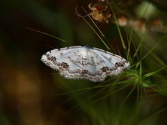 Scopula decorata