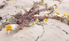 Anthemis tomentosa