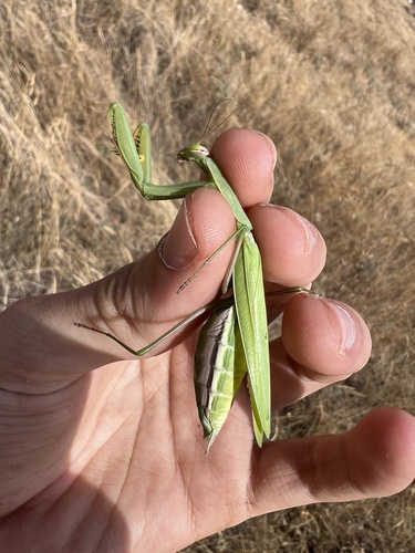 European Mantis