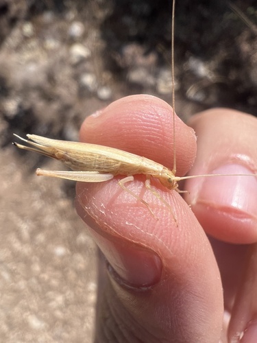 Italian Tree Cricket