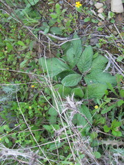 (c) zebedeugalinha, some rights reserved (CC BY) Pulicaria odora, photograph (c) zebedeugalinha, some rights reserved (CC BY)