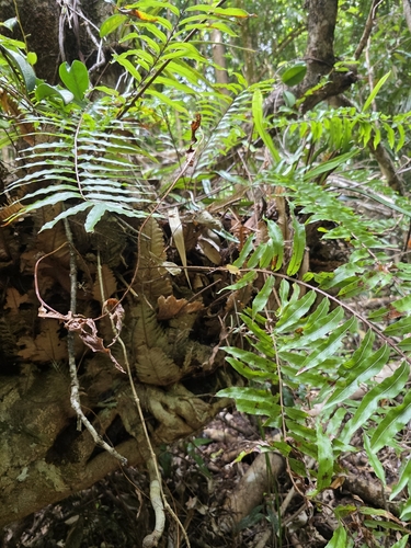 Drynaria rigidula, photograph 1