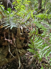 Drynaria rigidula