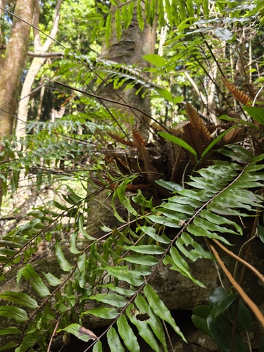 Drynaria rigidula, photograph 2