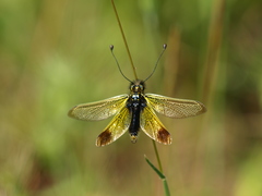 Libelloides ictericus