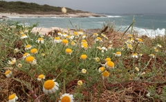 Anthemis tomentosa