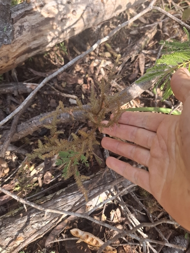 Dacrycarpus dacrydioides