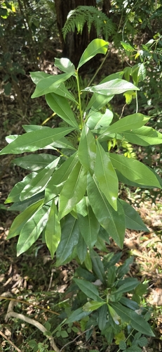 Planchonella chartacea observed 2026-08-28