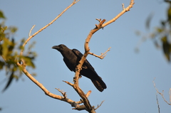 Corvus macrorhynchos