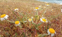 Anthemis tomentosa