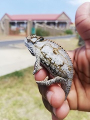 Bradypodion occidentale