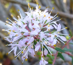 Agathosma serpyllacea