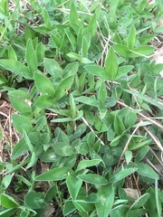Trifolium medium