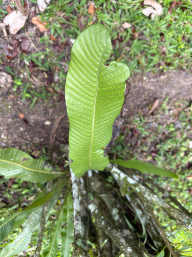 Niphidium crassifolium observed 2026-08-28