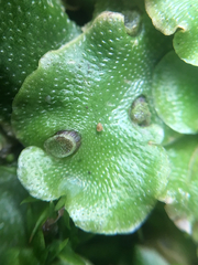 Lunularia cruciata