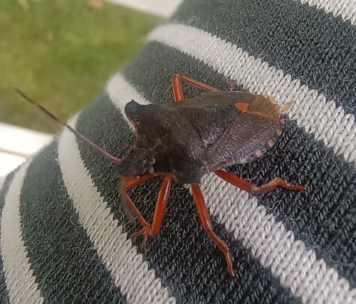 Forest Bug