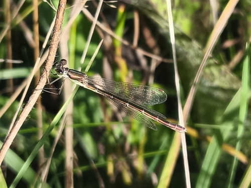 Small Spreadwing