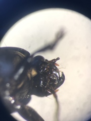 Anisodactylus nigrita