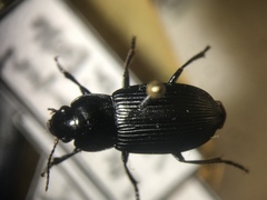 Anisodactylus nigrita