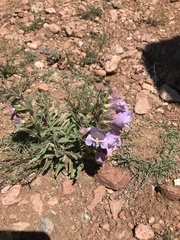 Penstemon jamesii