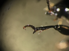 Anisodactylus nigrita