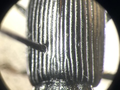 Anisodactylus nigrita