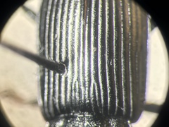 Anisodactylus nigrita