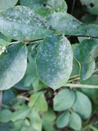 snowberry powdery mildew