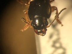 Anisodactylus sanctaecrucis