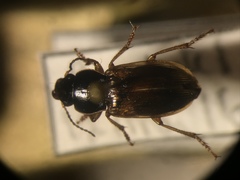 Anisodactylus sanctaecrucis
