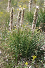 Asphodeline taurica