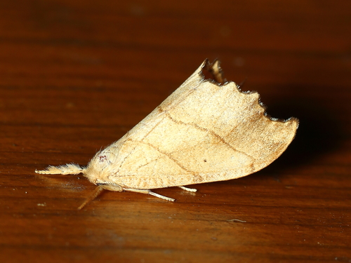 Scalloped Hook-tip