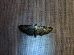 Eupithecia succenturiata