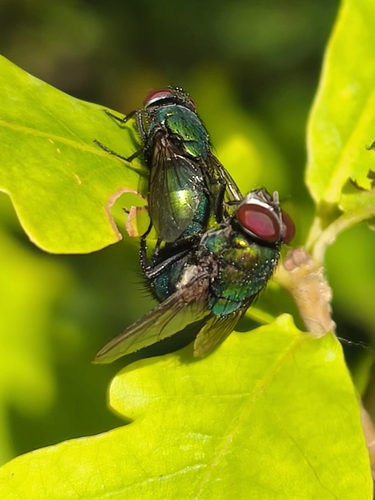 Caesar Greenbottle Fly