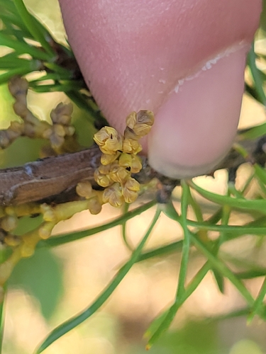 Lodgepole Pine Dwarf-Mistletoe