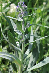 Anchusa officinalis