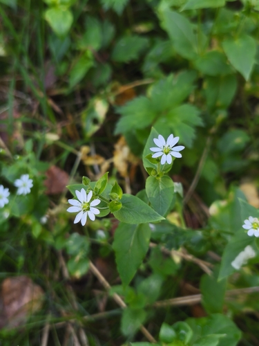 Water Chickweed