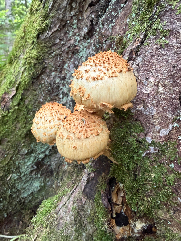 Sharp-scaly Pholiota · August 2026 · photo: Photo: no rights reserved · iNaturalist