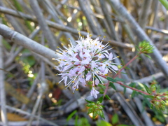 Agathosma serpyllacea