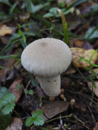common puffball