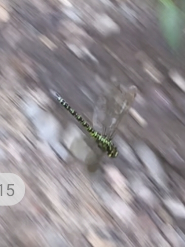 Southern Hawker
